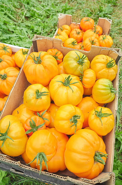 istock Ripe organic yellow greenhouse tomatoes in boxes 2233022236