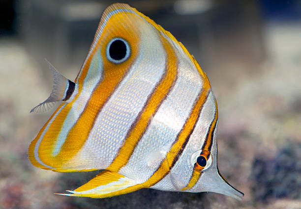 Closeup Butterfly Fish,Wild yellow tropical fish with white stripes