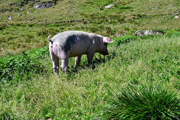 Ein glückliches Schwein auf einer Weide in Südtirol