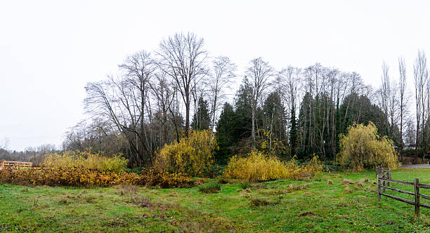 istock Burnaby Deer Lake Park, BC, Canada 2233030179