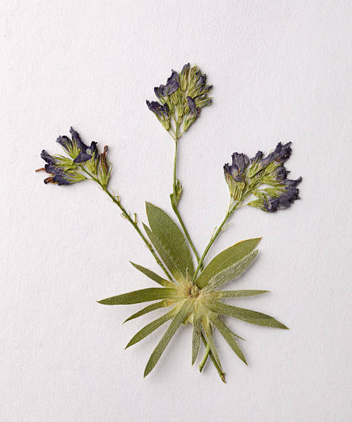 Wildflower arrangement on white paper
