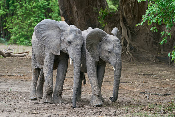 Two elephants walking together on a white background. The elephants are small and appear to be enjoying their walk