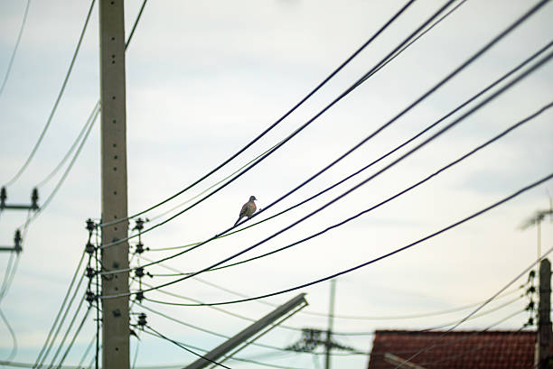 istock Bird on Power Lines Against Cloudy Sky 2233031634