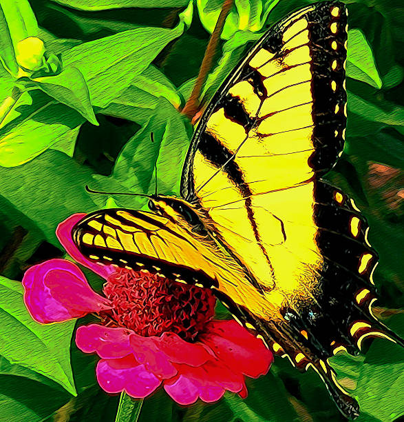 Eastern Tiger Swallowtail butterfly on a colorful Zinnia flower in southern Maryland