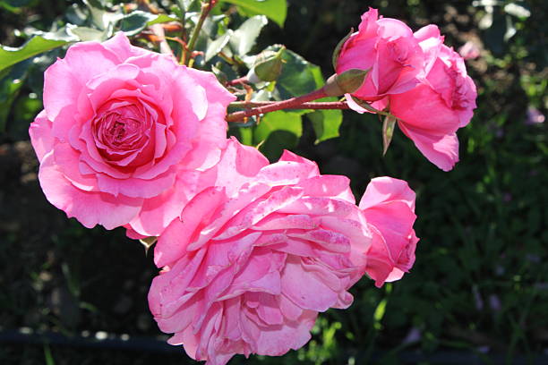 istock blooming red rose in the garden 2233037326
