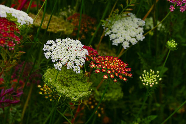 Group of white Queen Anne’s lace flowers growing in a green meadow. Represents biodiversity and natural countryside flora.