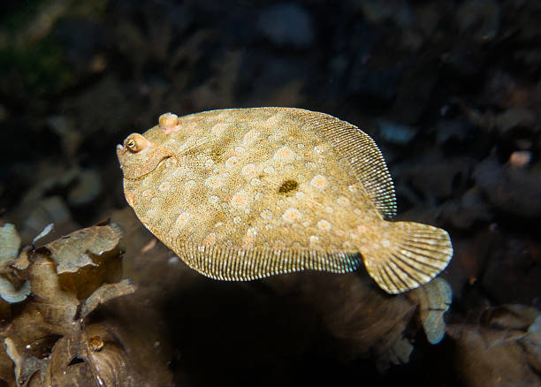istock Wide-eyed flounder at night 2233042710