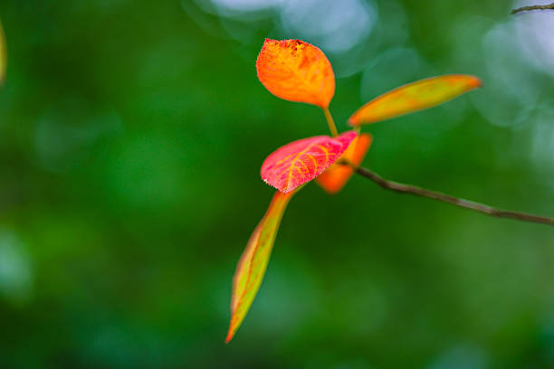 Autumn leaves in forest against darker background. Full frame.