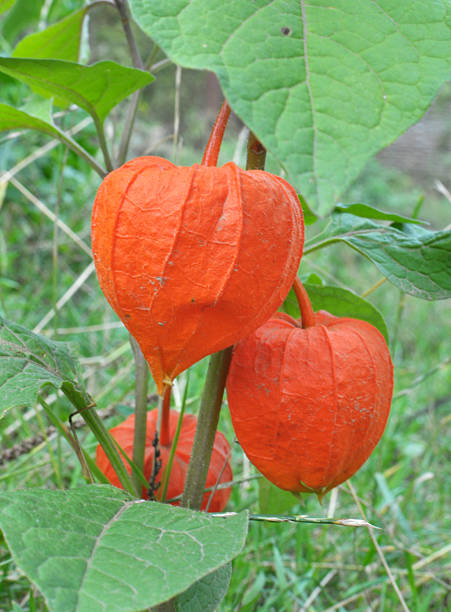 istock Physalis grows in the garden 2233045686