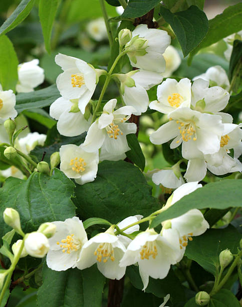 istock Jasmine blooms in the garden 2233045755