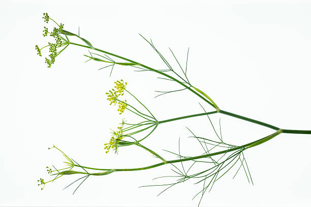 istock anethum foeniculum plant close up on white 2233047418