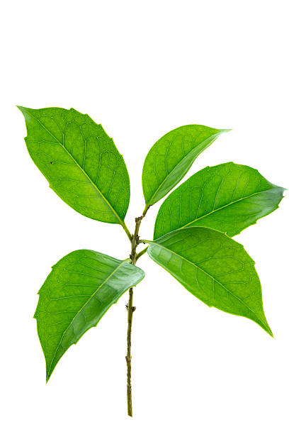 close up of osmanthus leaves on white background