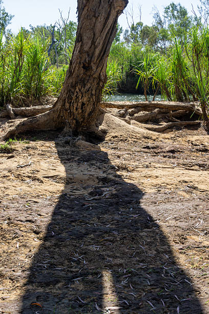 istock Shadow leading along ground to tall tree and green pandanus lining river background 2233049064