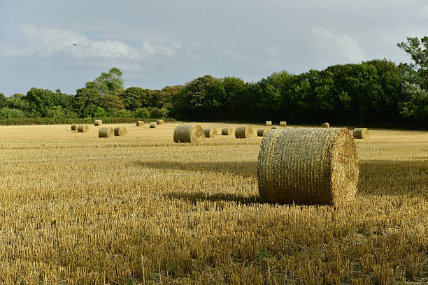 Fields of hay bales in the sun with dramatic skies.