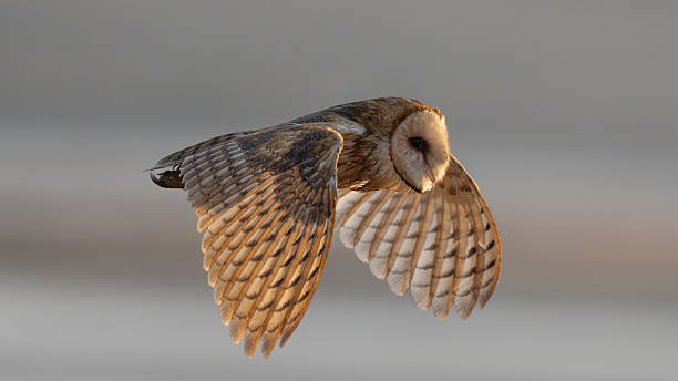A Barn Owl flies low over the field scanning for prey