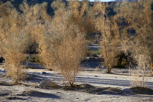 istock Anza-Borrrego Desert State and Sky Park 2 2233053276