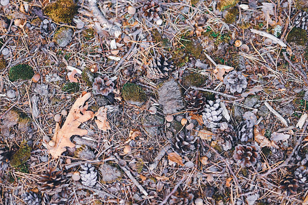Real full frame textured and abstract backgrounds. Forest floor, with pine cones, leaves, debris. Sandy ground. Holmer Sand, Holm, Germany.