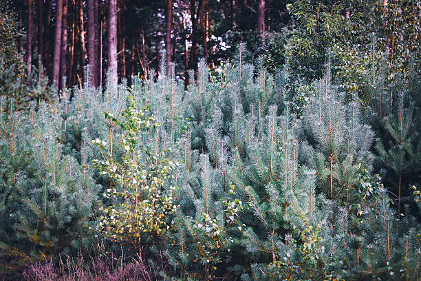 Coniferous trees growing in Holmer Sand, Holm, Germany.