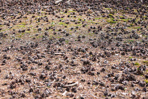 Forest floor with coniferous cones, pine cones, debris. Low angle view, selective focus. Autumn, late summer. Holmer Sand, Germany.