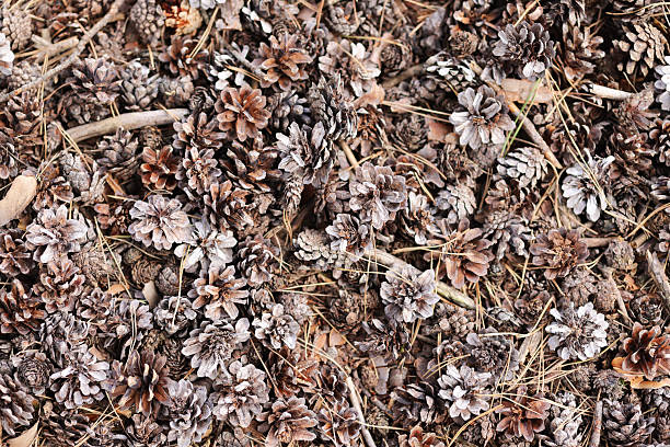 Real full frame textured and abstract backgrounds. Forest floor, with pine cones, leaves, debris. Sandy ground. Holmer Sand, Holm, Germany.