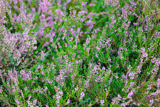 Calluna Vulgaris, heather, ling full frame background.