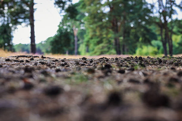 Forest floor with coniferous cones, pine cones, debris. Low angle view, selective focus. Autumn, late summer. Holmer Sand, Germany.