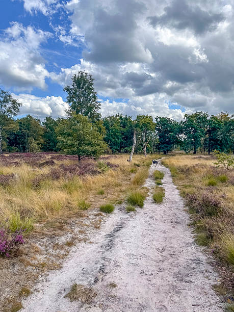 istock Dog at Dutch heathland 2 2233059198