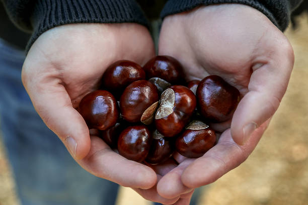 istock Fresh chestnuts in hands on autumn day 2233059254