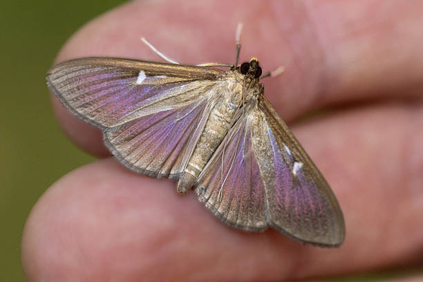 istock Box Tree Moth with Pearly Iridescent Wings on a Hand 2233060160