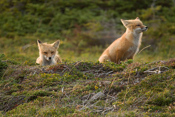A young fox on the right with its mother relax for a moment at the Point Riche Peninsula at Port au Choix National Historic Site on the west coast of Newfoundland.