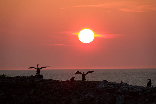 At sunrise standing at the cliff edge with outstretched wings in silhouette, cormorants prepare to fly at Elliston, Newfoundland, Canada