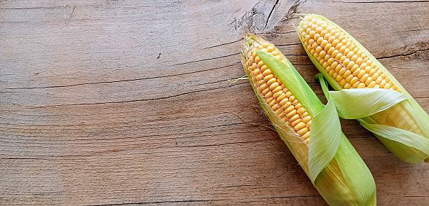 istock Ripe corn on the cob with green husks, lying on a rustic wooden background. The image, captured from a top-down perspective, highlights the vibrant yellow kernels and the natural texture of the wood 2233062976
