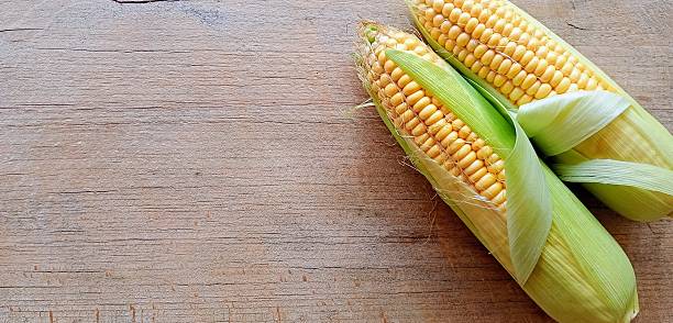 istock Ripe corn on the cob with green husks, lying on a rustic wooden background. The image, captured from a top-down perspective, highlights the vibrant yellow kernels and the natural texture of the wood 2233063319