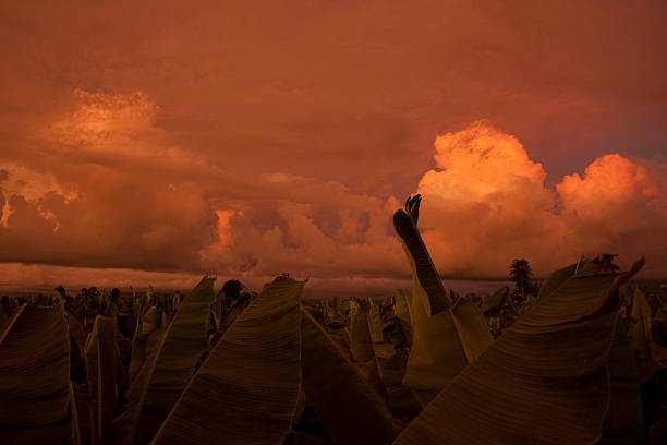 Banana leaves reaching for the sky at sunset in a plantation in Machala, El Oro, Ecuador, with dramatic clouds creating a vibrant orange glow
