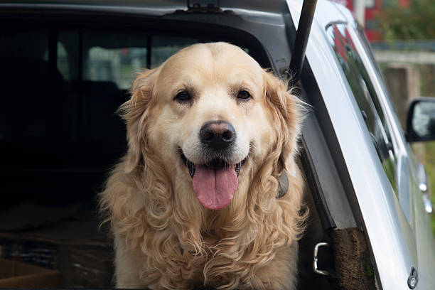 A Golden Retriever dog in a car.