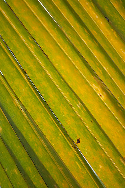 Sunlight filters through the gaps in the palm leaf, illuminating the yellow and green hues, creating a vibrant natural pattern in General Villamil Playas, Guayas, Ecuador