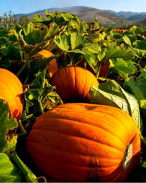 Pumpkins are growing in abundance within a sprawling patch on a foggy morning. The vibrant orange fruit contrasts beautifully with the rich green leaves and misty backdrop.