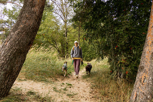 istock person walks two dogs on path in forest or park. Pet training with handler, professional dog walker. 2233071385