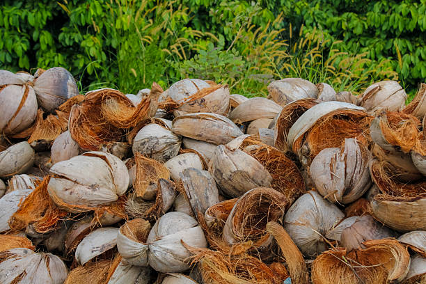 istock Coconut cores and shells lying in a pile in the tropics 2233071399