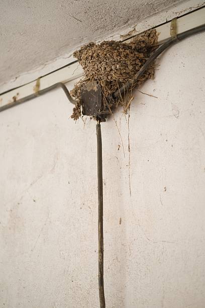 istock Swallow nest on building interior wall with electric cables 2233072390