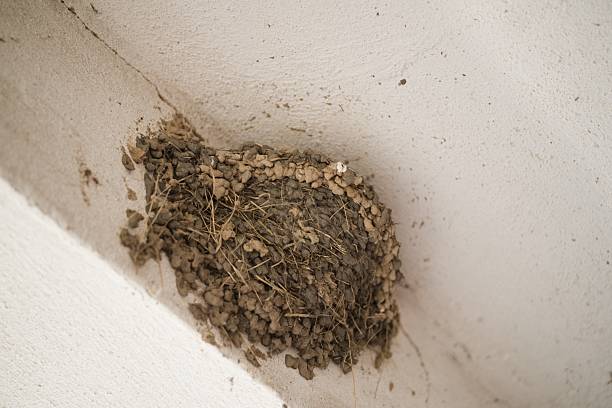 Close-up of a swallow nest built on the ceiling inside a building. Example of urban wildlife and birds adapting to human environment.