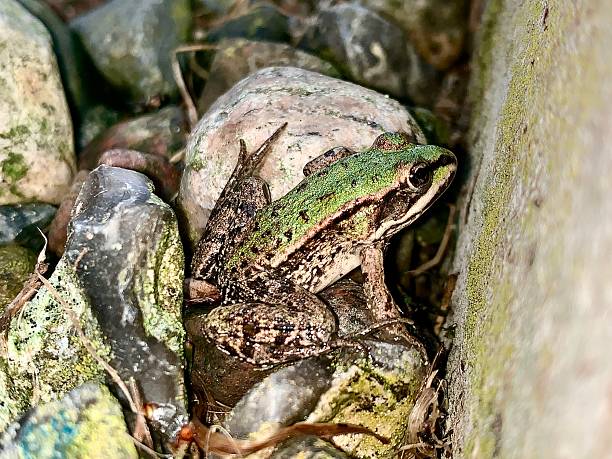 istock A frog in the stones 2233072941