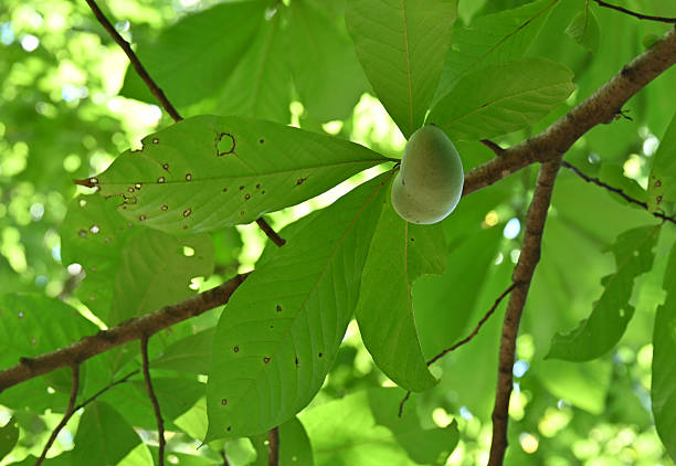 Pawpaw fruit, the largest fruit native to North America, in the tree among green leaves