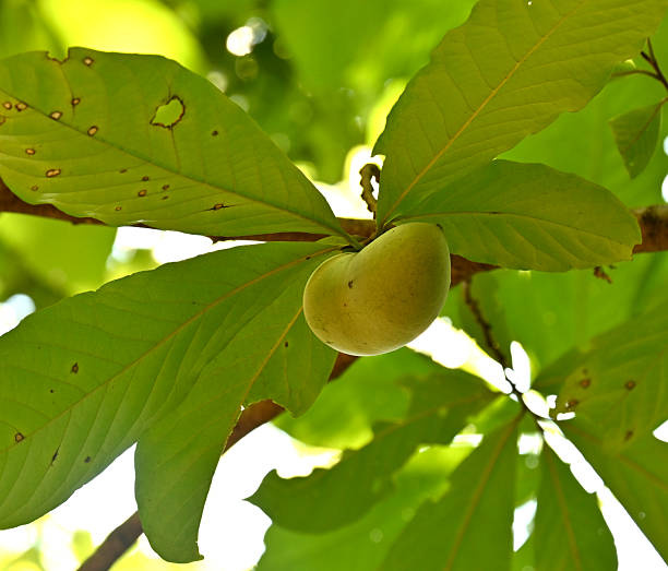 istock Pawpaw fruit in the tree among green leaves 2233074676