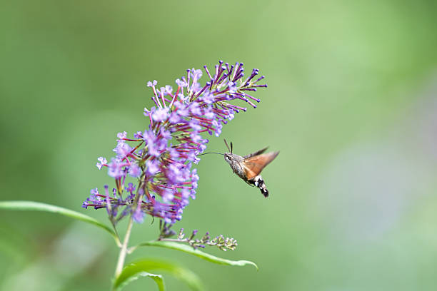 istock hummingbird hawk-moth feeding on a butterfly bush 2233074742