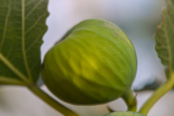 Close up of a fig on a tree branch with Mediterranean hills in the background during sunset in Cyprus. Warm golden light, natural scenery and organic fruit concept.