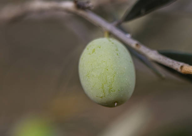 Close up of green olives growing on a tree branch in Cyprus. Mediterranean nature, organic agriculture and fresh fruit concept.