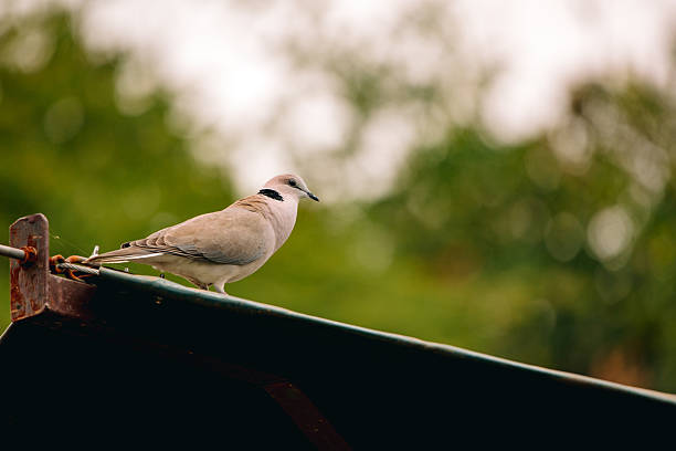 istock Dove sitting on a branch 2233074851