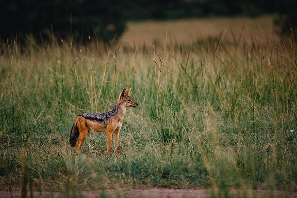istock Jackal in the savanna 2233074928