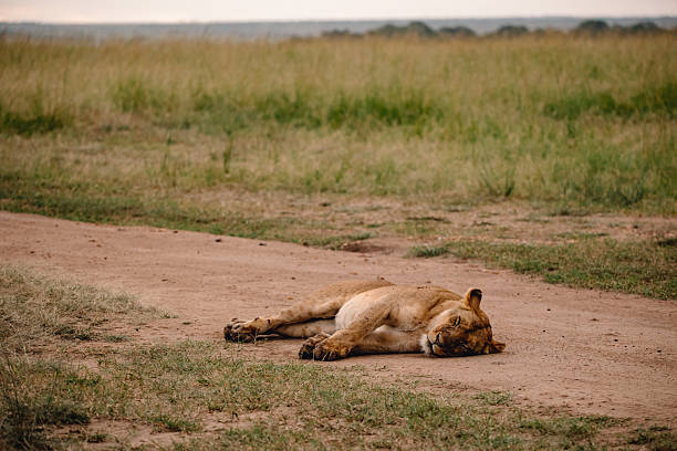 Female white lion (leucistic) in a South African Game Reserve, lying down in grass.